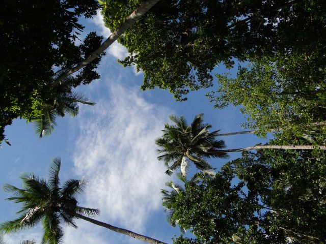 Zdjęcia: Pulisan, Sulawesi ( Celebes ), Palmy, INDONEZJA Zdjęcia: Pulisan, Sulawesi ( Celebes ), Palmy, INDONEZJA
