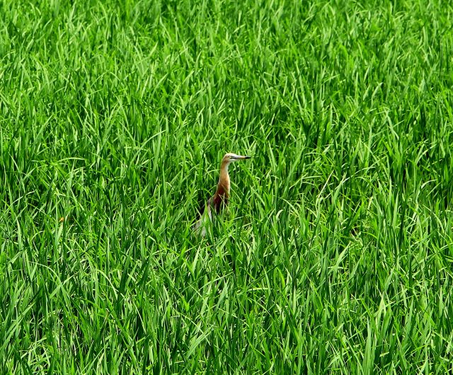 Zdjęcia: BALI, Indonezja, Dla Swifta, INDONEZJA Zdjęcia: BALI, Indonezja, Dla Swifta, INDONEZJA