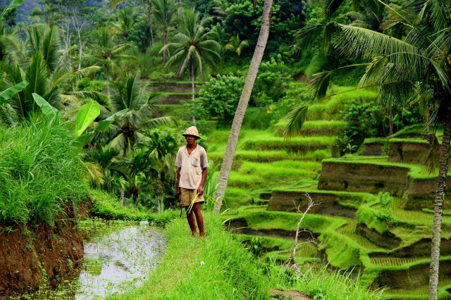 Zdjęcia: BALI, Indonezja, Tarasy ryżowe-wieśniak z sierpem, INDONEZJA Zdjęcia: BALI, Indonezja, Tarasy ryżowe-wieśniak z sierpem, INDONEZJA
