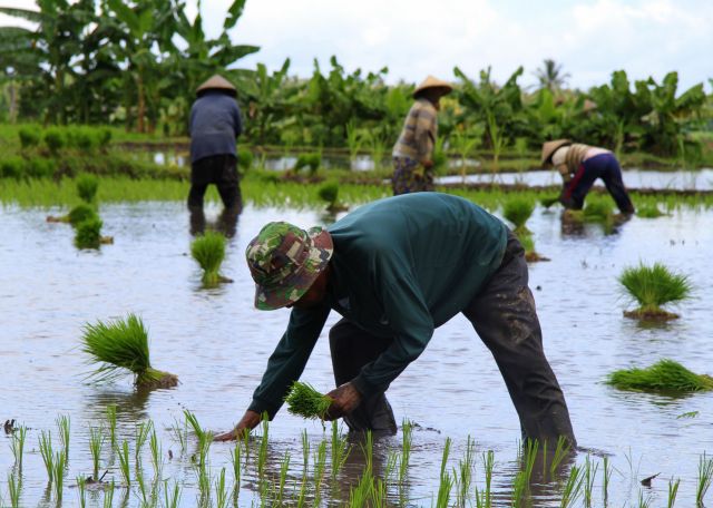 Zdjęcia: Lombok, Indonezja, RYŻU NASZEGO POWSZEDNIEGO..., INDONEZJA Zdjęcia: Lombok, Indonezja, RYŻU NASZEGO POWSZEDNIEGO..., INDONEZJA