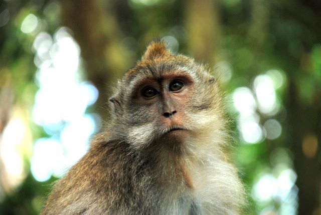 Zdjęcia: Ubud, Bali, Poprostu małpka , INDONEZJA Zdjęcia: Ubud, Bali, Poprostu małpka , INDONEZJA
