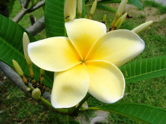 Zdjęcia: Bali, Uluwatu, kwiat Plumerii, INDONEZJA Zdjęcia: Bali, Uluwatu, kwiat Plumerii, INDONEZJA