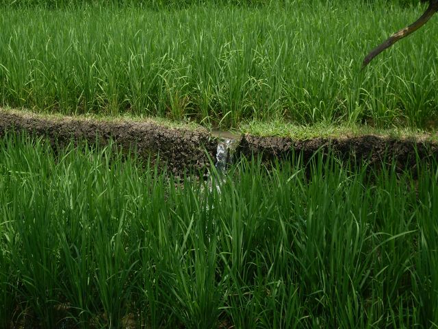 Zdjęcia: Wybrzeże południowo-zachodnie, Bali, ... kontrolowany przeciek ..., INDONEZJA Zdjęcia: Wybrzeże południowo-zachodnie, Bali, ... kontrolowany przeciek ..., INDONEZJA