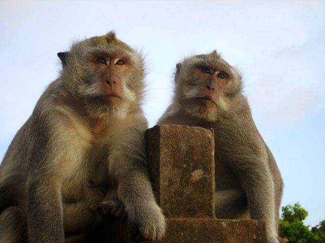 Zdjęcia: światynia Pura Luhur Ulu Watu, Bali, makaki ze świątyni Ulu Watu, INDONEZJA Zdjęcia: światynia Pura Luhur Ulu Watu, Bali, makaki ze świątyni Ulu Watu, INDONEZJA