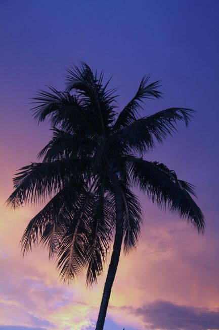 Zdjęcia: GDZEŚ NA WYSPIE, LOMBOK, PALMA, INDONEZJA Zdjęcia: GDZEŚ NA WYSPIE, LOMBOK, PALMA, INDONEZJA