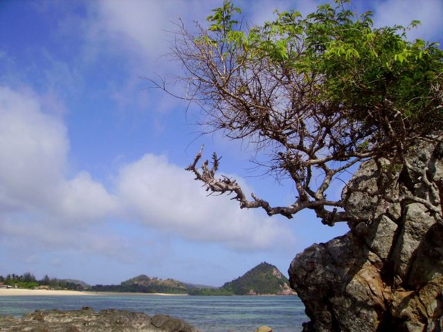 Zdjęcia: wioska Kuta Beach, wyspa Lombok, rośnie na skałce, INDONEZJA Zdjęcia: wioska Kuta Beach, wyspa Lombok, rośnie na skałce, INDONEZJA