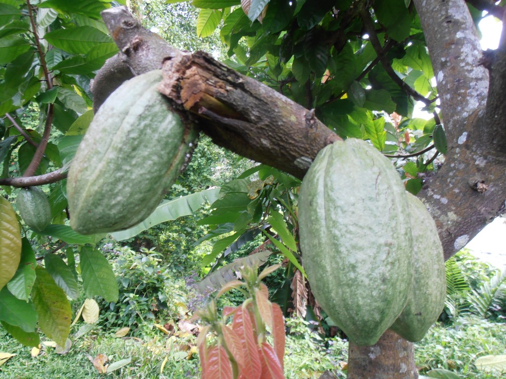 Zdjęcia: bukit lawanng, Sumatra, Kakaowiec, INDONEZJA Zdjęcia: bukit lawanng, Sumatra, Kakaowiec, INDONEZJA