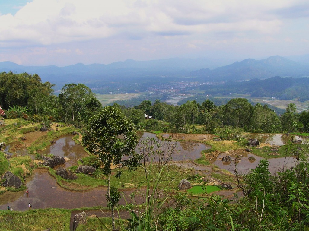 Zdjęcia: Tana Toraja, Sulawasi, Pola ryżowe, INDONEZJA Zdjęcia: Tana Toraja, Sulawasi, Pola ryżowe, INDONEZJA