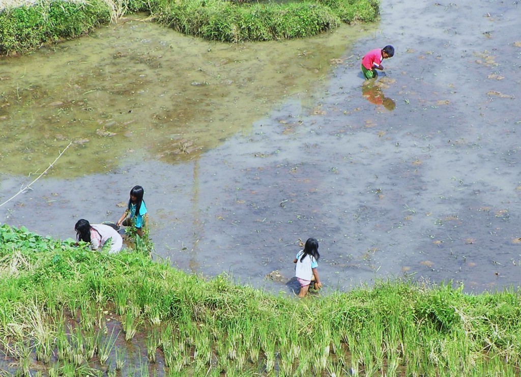 Zdjęcia: Tana Toraja, Sulawasi, Wszyscy razem, INDONEZJA Zdjęcia: Tana Toraja, Sulawasi, Wszyscy razem, INDONEZJA