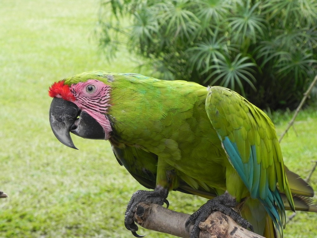 Zdjęcia: ..., bali, papuga, INDONEZJA Zdjęcia: ..., bali, papuga, INDONEZJA