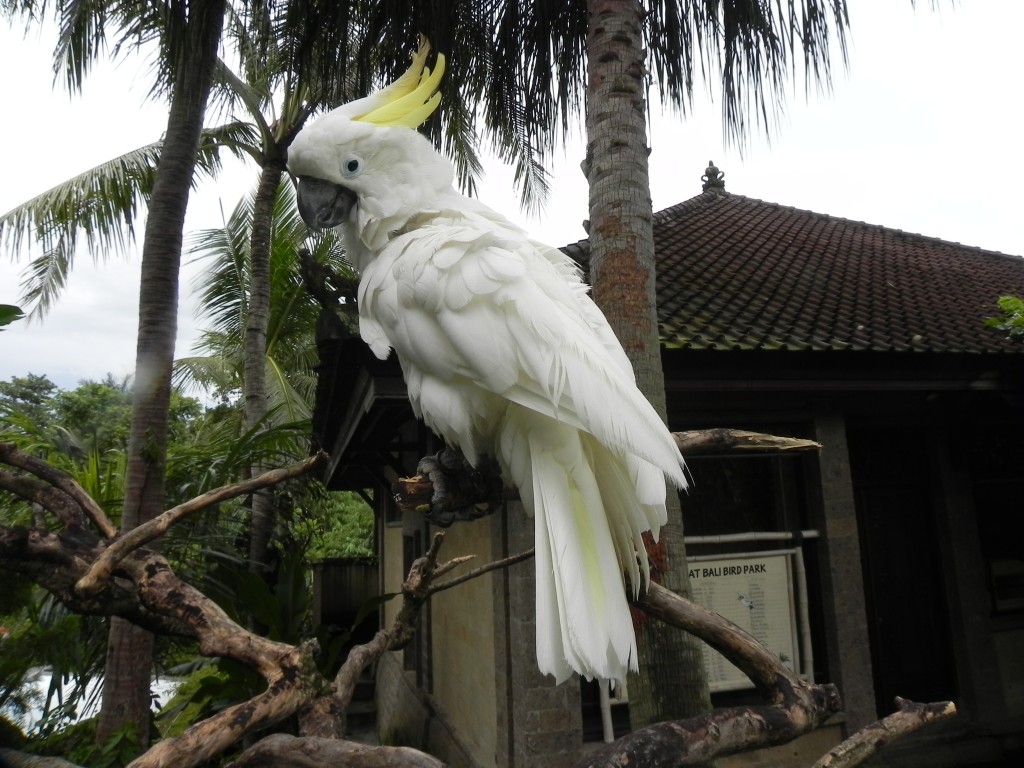 Zdjęcia: .., Bali, kakadu, INDONEZJA Zdjęcia: .., Bali, kakadu, INDONEZJA