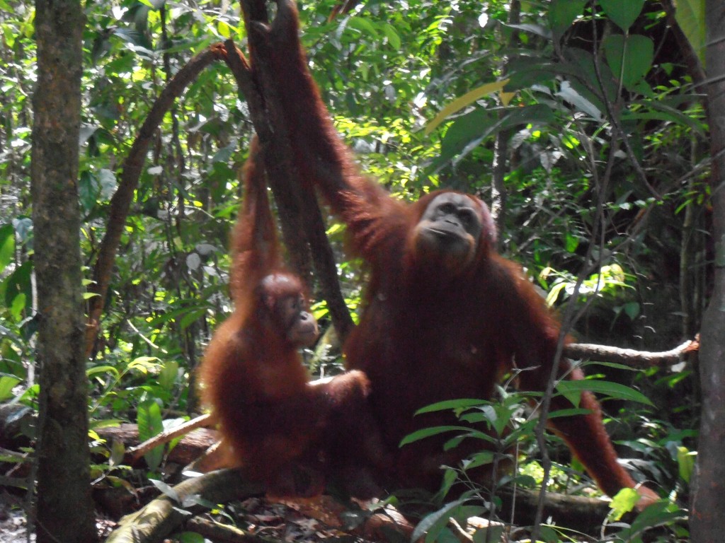 Zdjęcia: .., sumatra, mama z dzieckiem, INDONEZJA Zdjęcia: .., sumatra, mama z dzieckiem, INDONEZJA