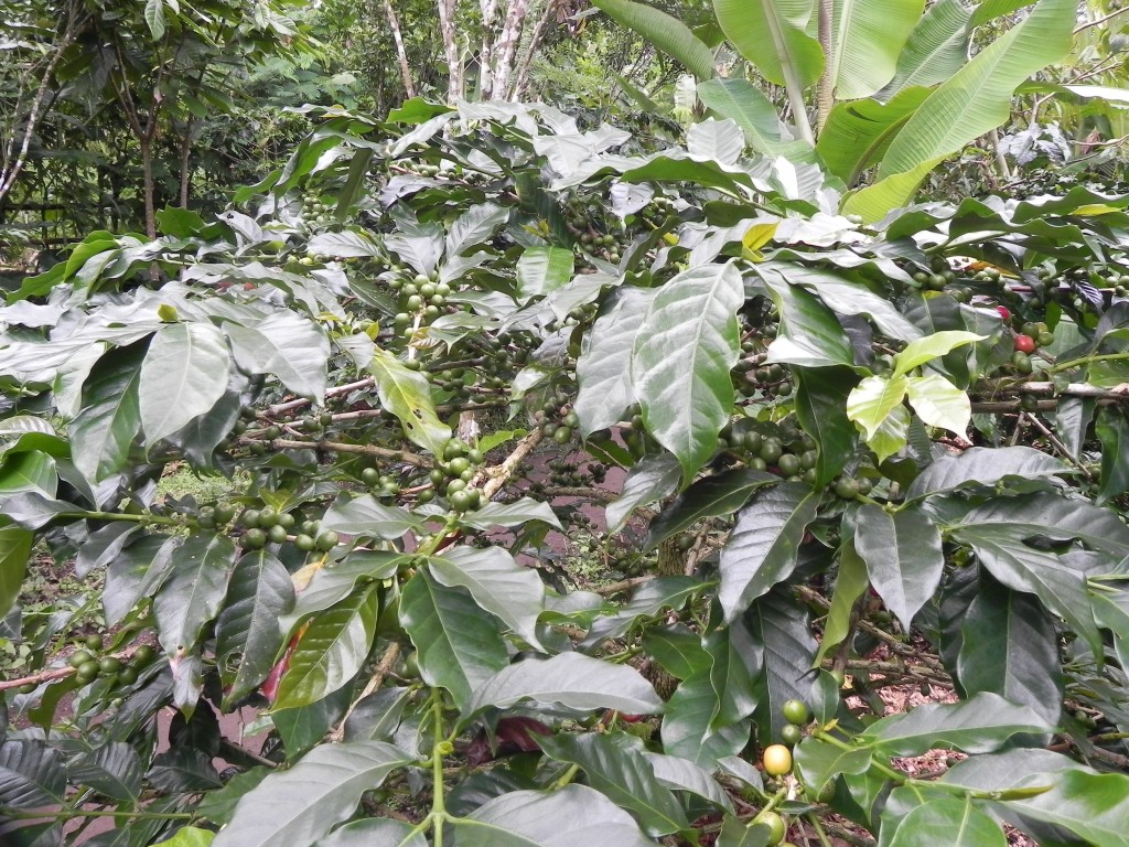 Zdjęcia: ., bali, kawa, INDONEZJA Zdjęcia: ., bali, kawa, INDONEZJA