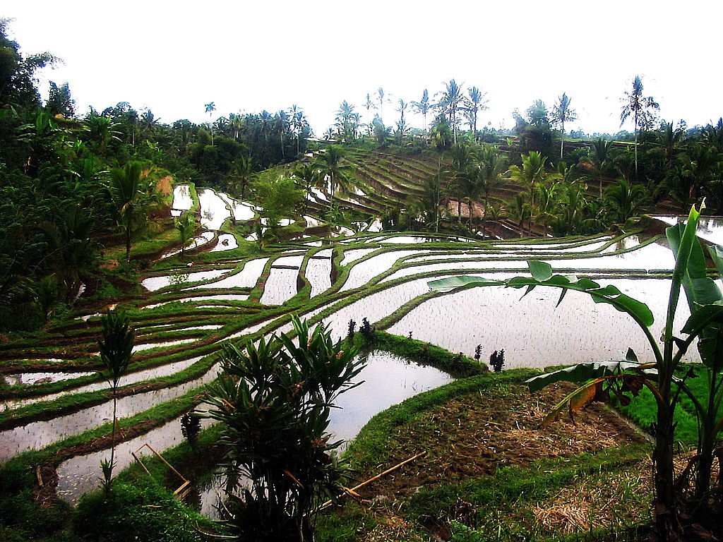 Zdjęcia: , Bali, Tarasy ryżowe, INDONEZJA Zdjęcia: , Bali, Tarasy ryżowe, INDONEZJA