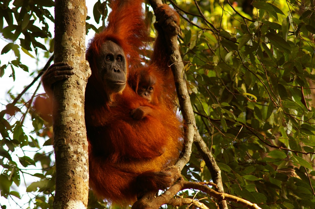 Zdjęcia: Bukit Lawang, Sumatra, Mama, INDONEZJA Zdjęcia: Bukit Lawang, Sumatra, Mama, INDONEZJA