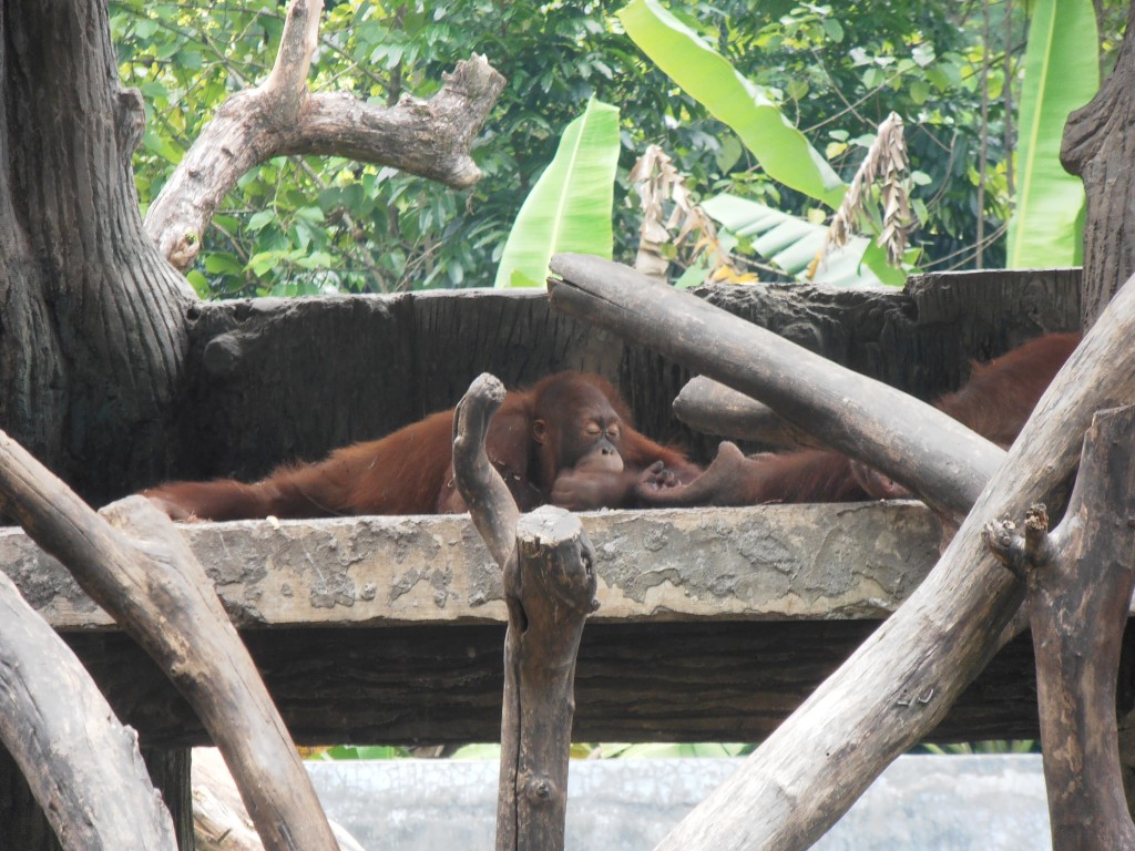 Zdjęcia: zoo, java, drzemka, INDONEZJA Zdjęcia: zoo, java, drzemka, INDONEZJA