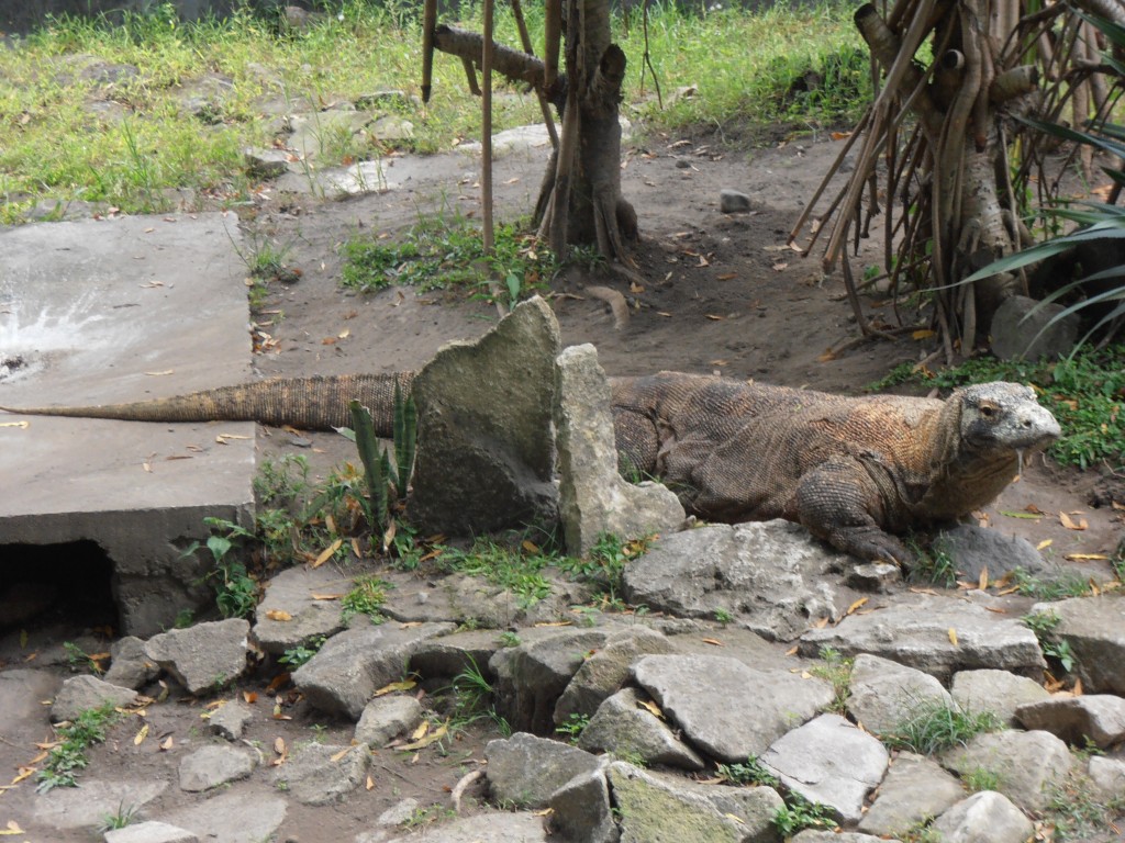 Zdjęcia: .., Yogyakarta, waran, INDONEZJA Zdjęcia: .., Yogyakarta, waran, INDONEZJA