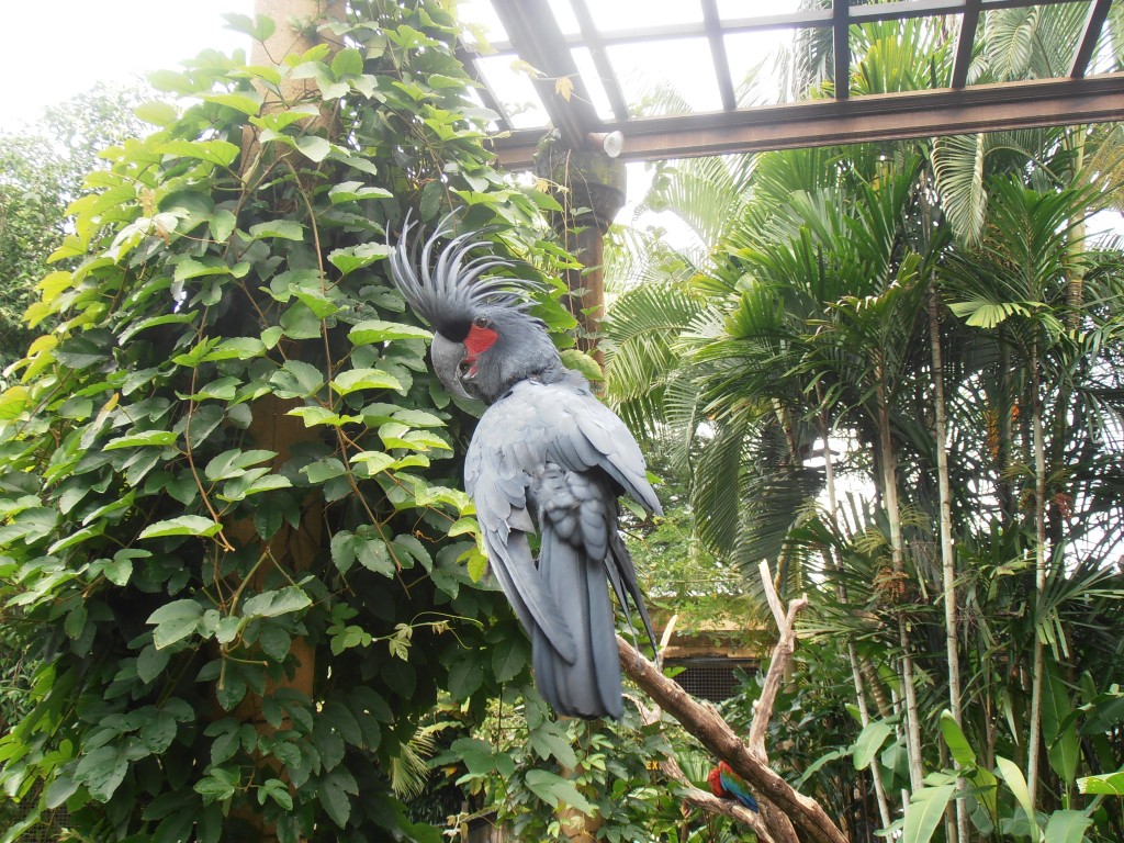 Zdjęcia: .., bali, bali, INDONEZJA Zdjęcia: .., bali, bali, INDONEZJA