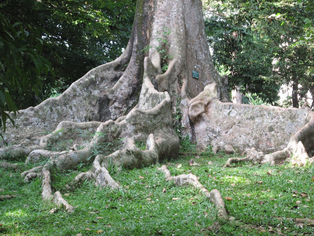 Zdjęcia: Bogor, Park Narodowy, Pień drzewa, INDONEZJA Zdjęcia: Bogor, Park Narodowy, Pień drzewa, INDONEZJA