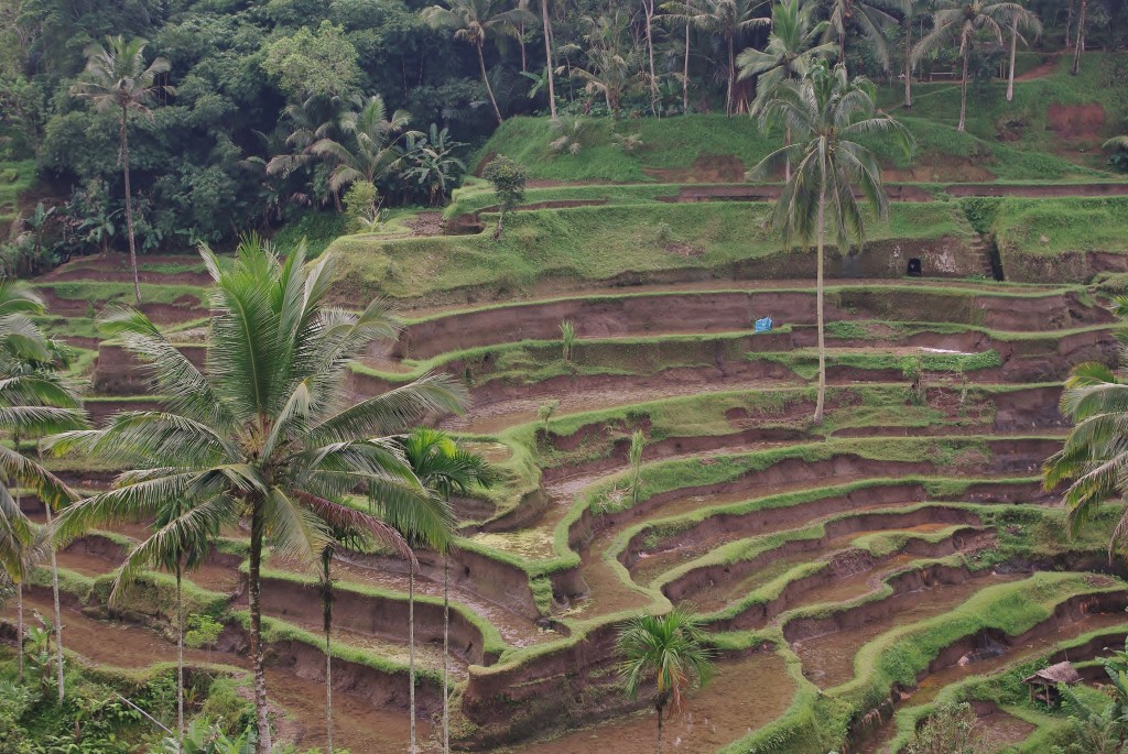 Zdjęcia: Tegalalang, Bali, Tegalalang-tarasy ryżowe, INDONEZJA Zdjęcia: Tegalalang, Bali, Tegalalang-tarasy ryżowe, INDONEZJA