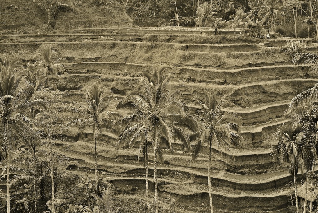 Zdjęcia: Tegalalang, Bali, Tegalalang-tarasy ryżowe, INDONEZJA Zdjęcia: Tegalalang, Bali, Tegalalang-tarasy ryżowe, INDONEZJA