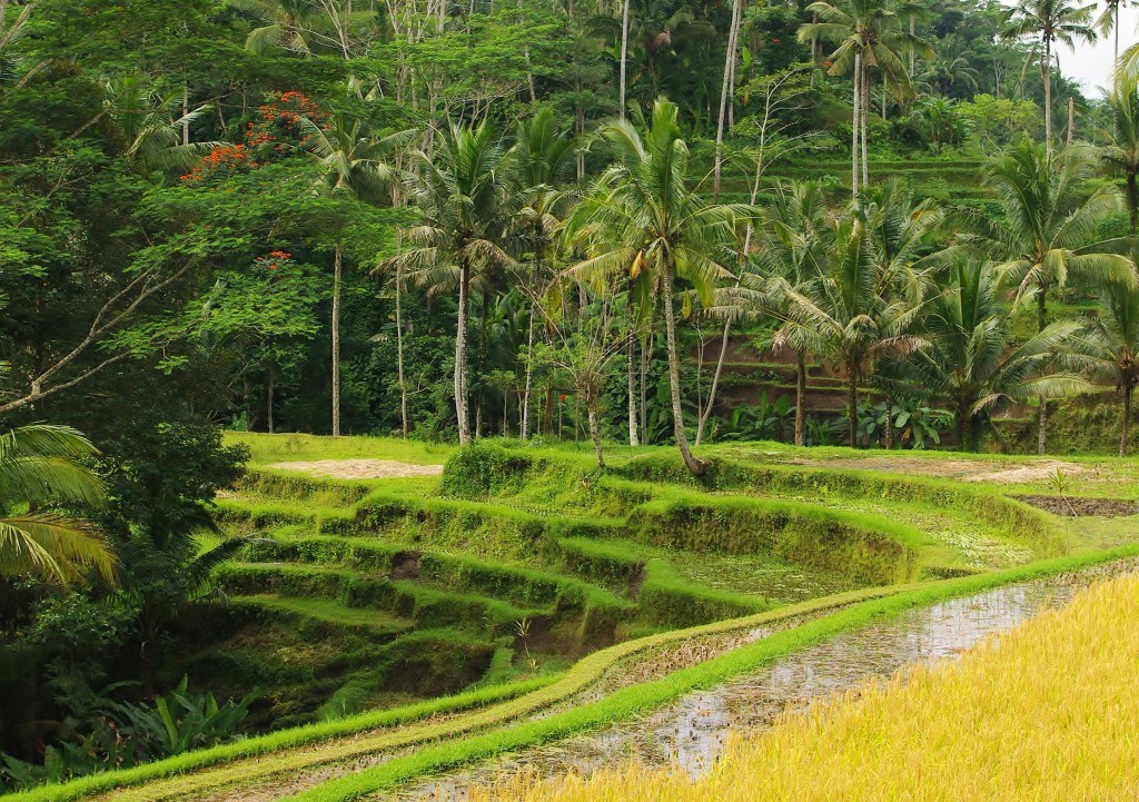 Zdjęcia: Bali, Bali, Tarasy ryżowe., INDONEZJA Zdjęcia: Bali, Bali, Tarasy ryżowe., INDONEZJA
