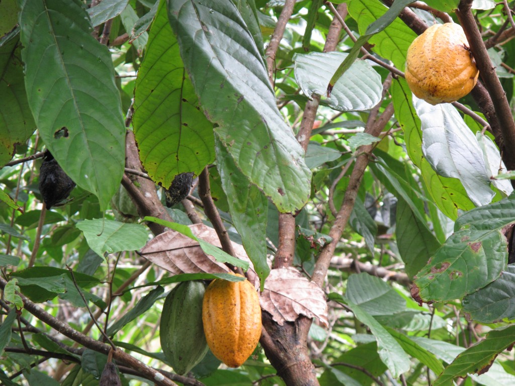 Zdjęcia: Celebes, Celebes, Dojrzałe cacao, INDONEZJA Zdjęcia: Celebes, Celebes, Dojrzałe cacao, INDONEZJA