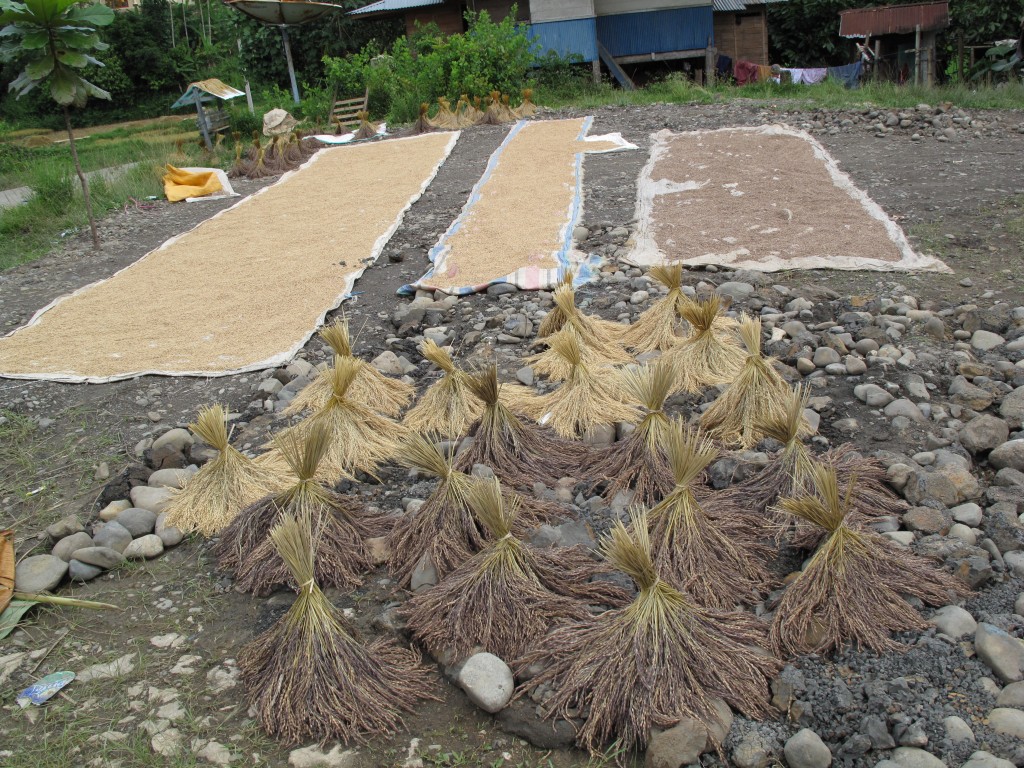 Zdjęcia: Celebes, Celebes, Suszenie ryżu, INDONEZJA Zdjęcia: Celebes, Celebes, Suszenie ryżu, INDONEZJA