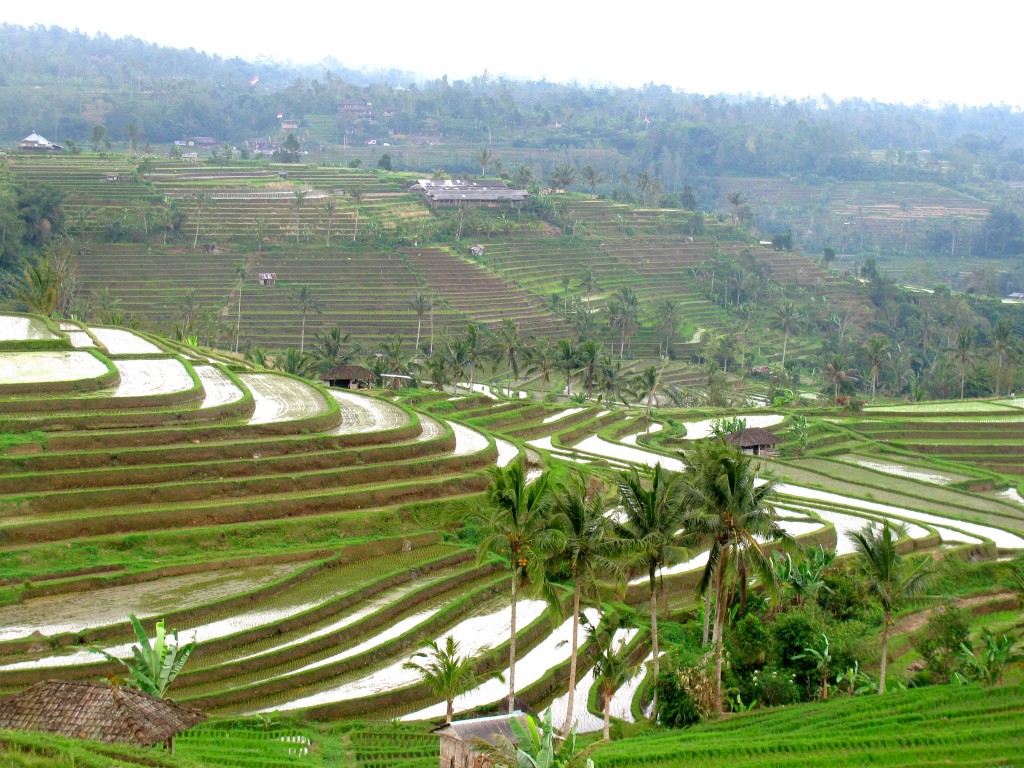 Zdjęcia: Tabanan, Bali, Pola ryżowe, INDONEZJA Zdjęcia: Tabanan, Bali, Pola ryżowe, INDONEZJA
