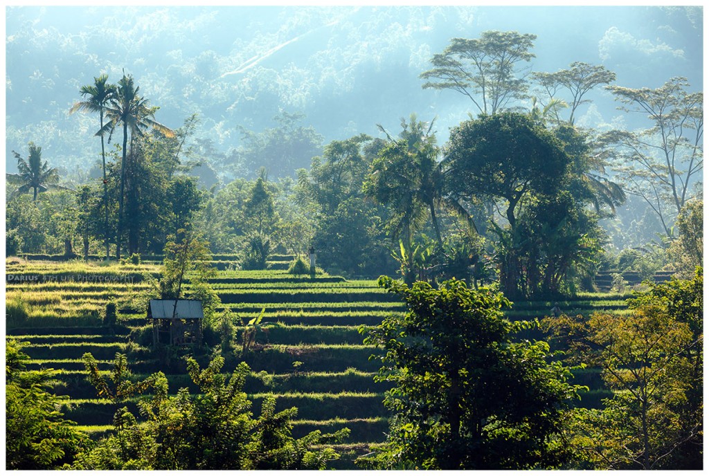 Zdjęcia: Sidemen, Bali, Sunny Mist, INDONEZJA Zdjęcia: Sidemen, Bali, Sunny Mist, INDONEZJA