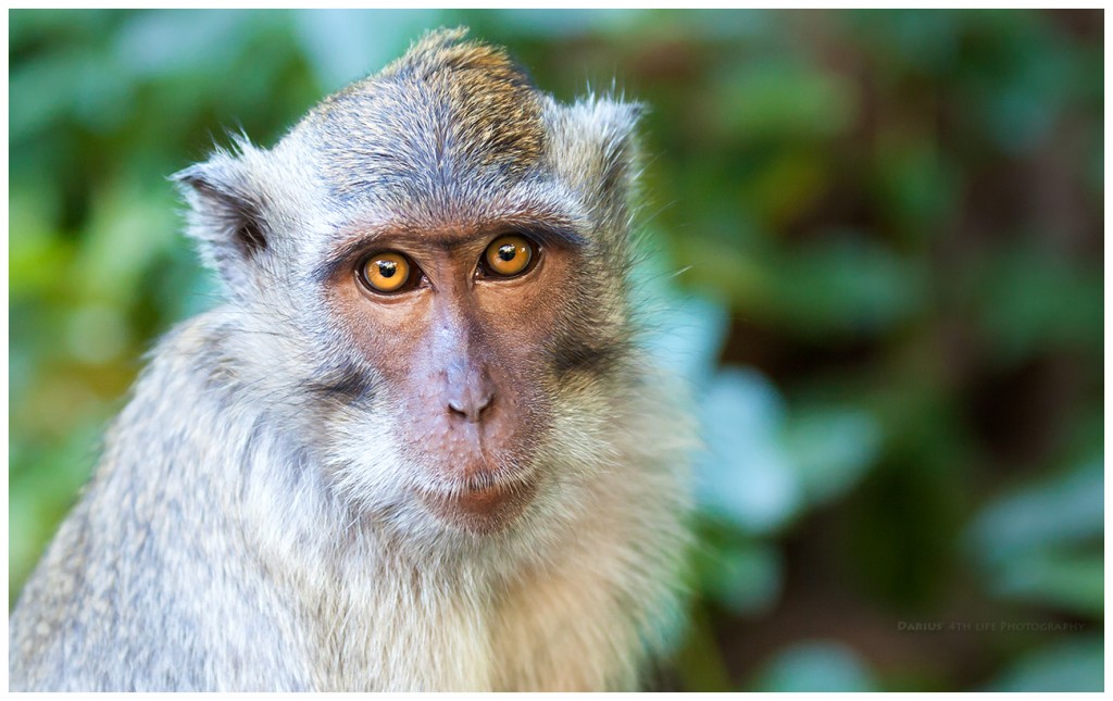 Zdjęcia: Pemuteran, Bali, Catch the Monky, INDONEZJA Zdjęcia: Pemuteran, Bali, Catch the Monky, INDONEZJA