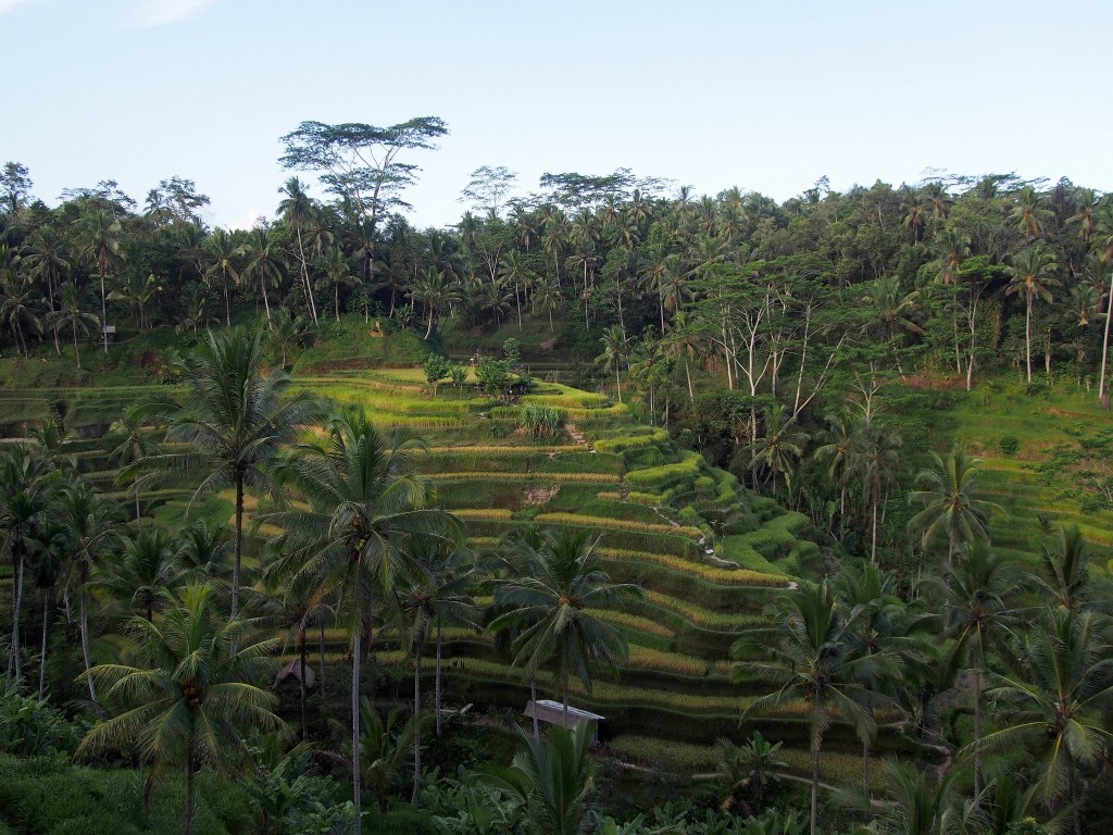 Zdjęcia: Tegalalang, Bali, Tarasy ryżowe, INDONEZJA Zdjęcia: Tegalalang, Bali, Tarasy ryżowe, INDONEZJA