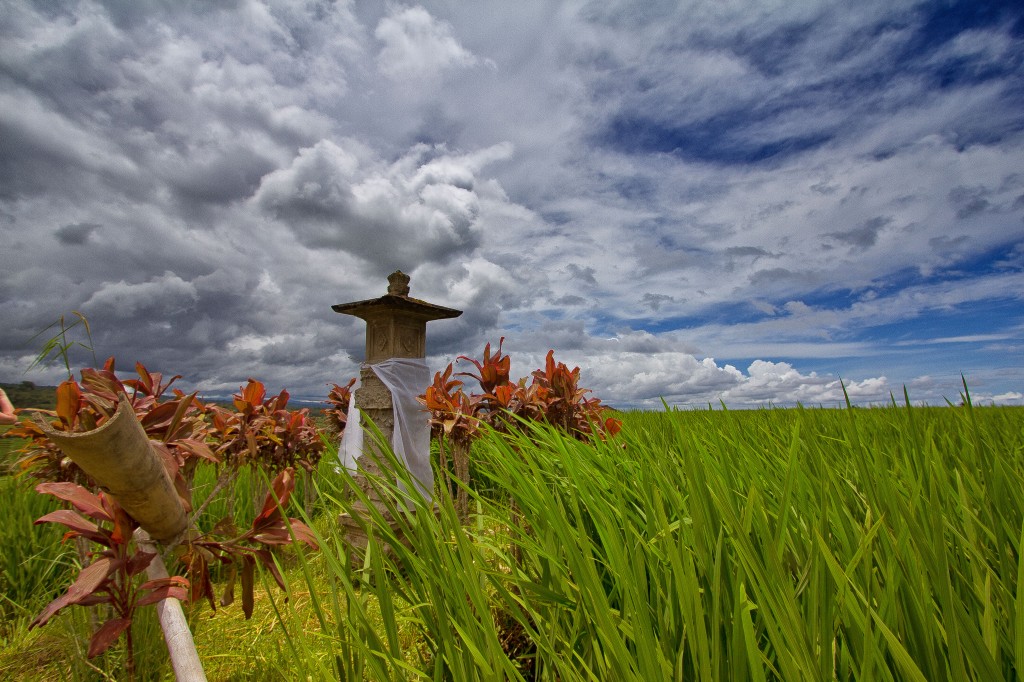 Zdjęcia: Pola Ryzowe, Bali, Rice Terrace, INDONEZJA Zdjęcia: Pola Ryzowe, Bali, Rice Terrace, INDONEZJA