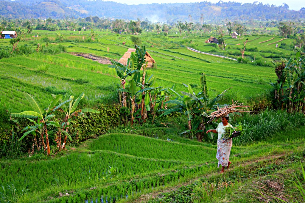 Zdjęcia: Bali, Amed, pole ryżowe, INDONEZJA Zdjęcia: Bali, Amed, pole ryżowe, INDONEZJA