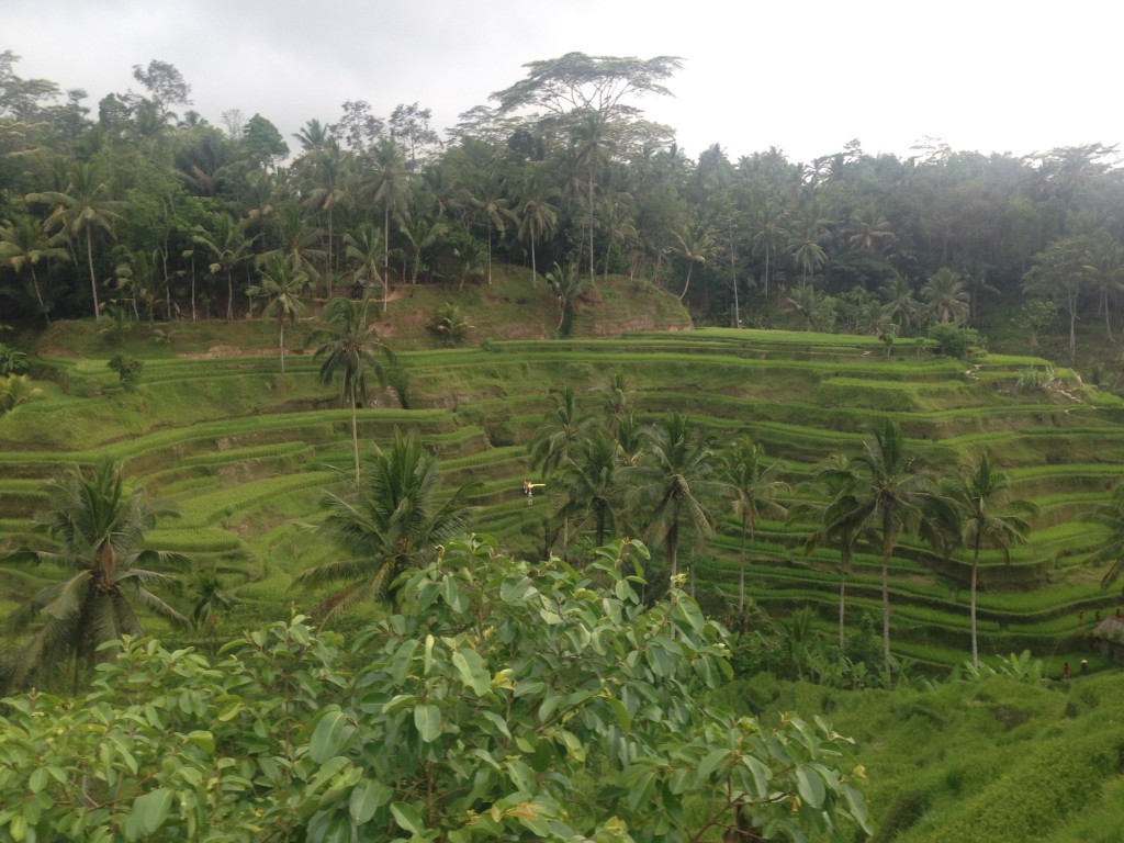 Zdjęcia: Bali, okolice Ubud, INDONEZJA Zdjęcia: Bali, okolice Ubud, INDONEZJA