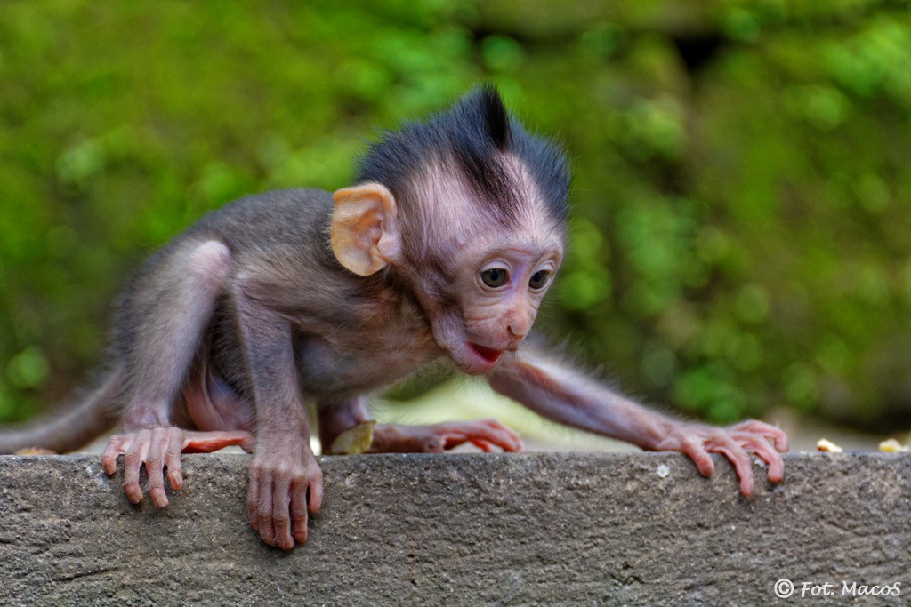 Zdjęcia: Ubud, Bali, do mamy !!!, INDONEZJA Zdjęcia: Ubud, Bali, do mamy !!!, INDONEZJA
