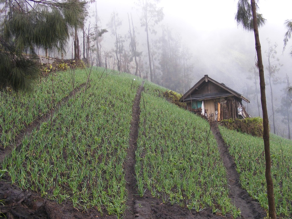 Zdjęcia: Bromo, Jawa, Bromo, INDONEZJA Zdjęcia: Bromo, Jawa, Bromo, INDONEZJA
