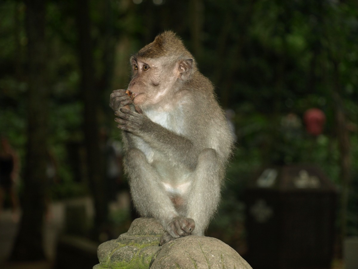 Zdjęcia: Park małp w Ubud, Bali, Portrecik, INDONEZJA Zdjęcia: Park małp w Ubud, Bali, Portrecik, INDONEZJA
