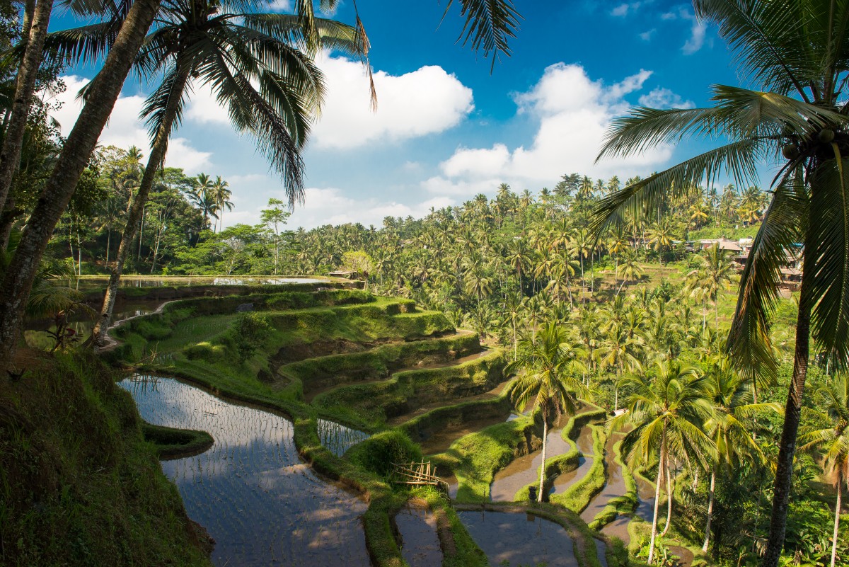 Zdjęcia: ubud, bali, tarasy, INDONEZJA Zdjęcia: ubud, bali, tarasy, INDONEZJA