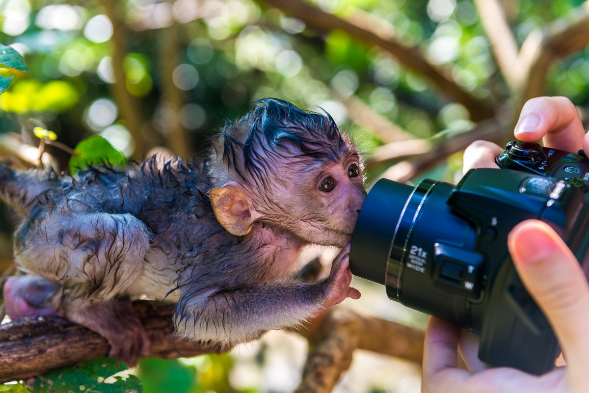 Zdjęcia: ubud, bali, monky, INDONEZJA Zdjęcia: ubud, bali, monky, INDONEZJA