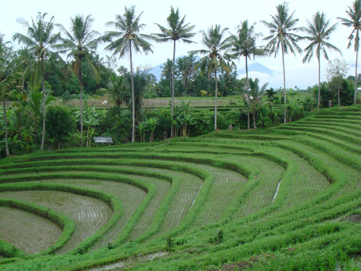Zdjęcia: Bali, Bali, Pola ryżowe, INDONEZJA Zdjęcia: Bali, Bali, Pola ryżowe, INDONEZJA
