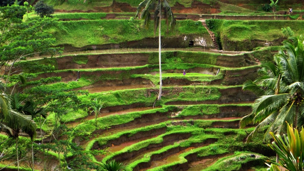 Zdjęcia: Ubud, Bali, pola ryżowe, INDONEZJA Zdjęcia: Ubud, Bali, pola ryżowe, INDONEZJA