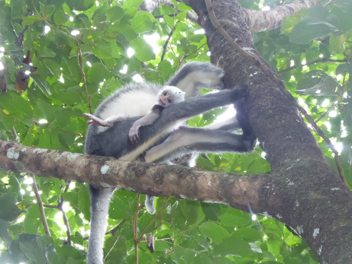 Zdjęcia: Bukit Lawang, Sumatra, Batu Mandi, INDONEZJA Zdjęcia: Bukit Lawang, Sumatra, Batu Mandi, INDONEZJA