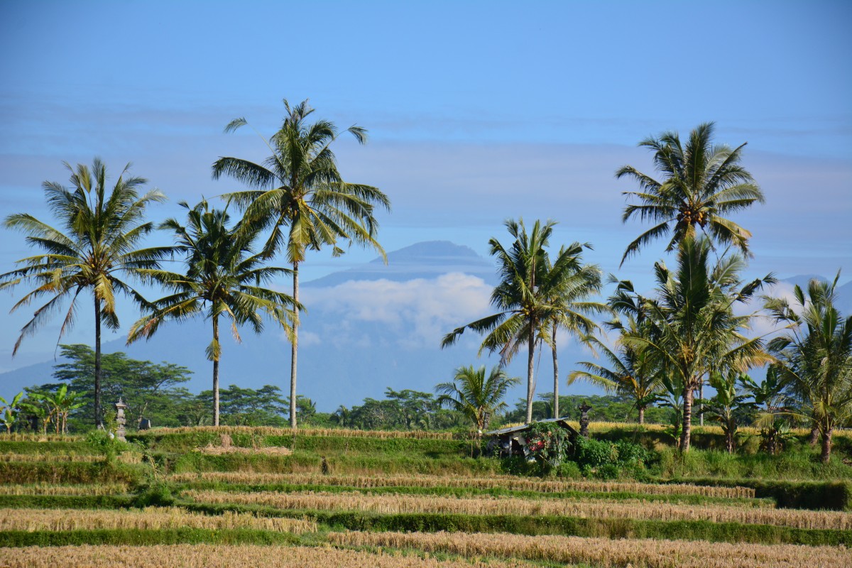 Zdjęcia: Indonezja, Jawa, Jawa, INDONEZJA Zdjęcia: Indonezja, Jawa, Jawa, INDONEZJA