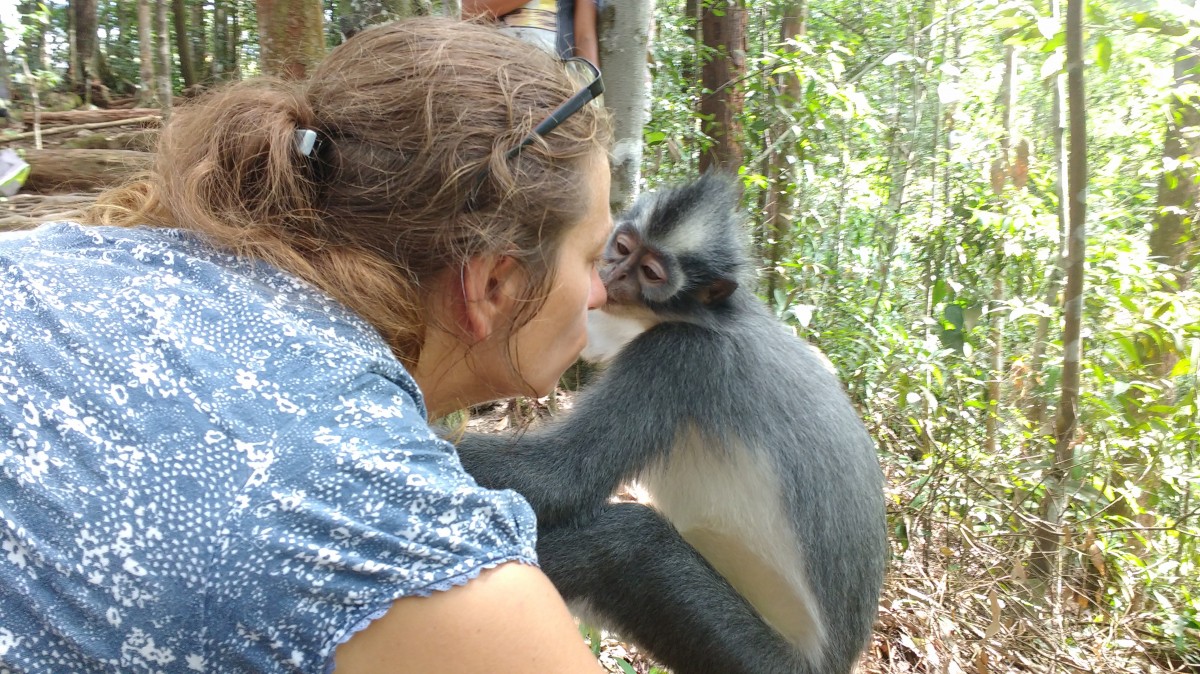 Zdjęcia: Bukit lawang, Sumatra, Mój Thomas, INDONEZJA Zdjęcia: Bukit lawang, Sumatra, Mój Thomas, INDONEZJA