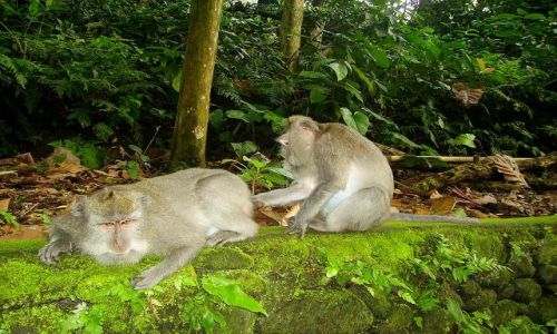 Zdjecie INDONEZJA / Bali / Ubud - Monkey Forest / kontrola czystoci