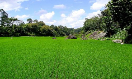 Zdjecie INDONEZJA / Sulawesi Poudniowe /  okolice Rantepao / pola ryowe - Sulawesi