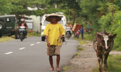 Zdjecie INDONEZJA / Lombok / Lombok / krowi spacer