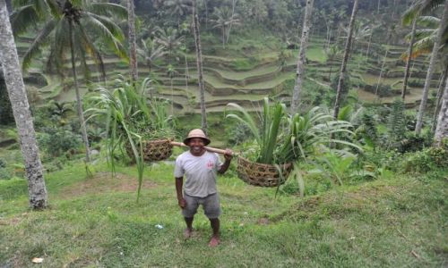 Zdjęcie INDONEZJA / - / Bali   Rolnik / Indonezja