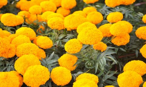 Zdjęcie INDONEZJA / - / Bali   Kwiaty / Indonezja